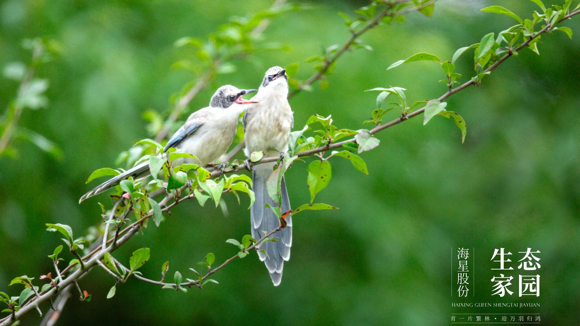 海星第30期攝影展 | 生態(tài)家園鳥(niǎo)類(lèi)圖鑒